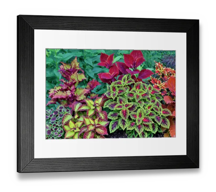 Framed Print : USA, Washington State, Sammamish. Coleus in planters in garden