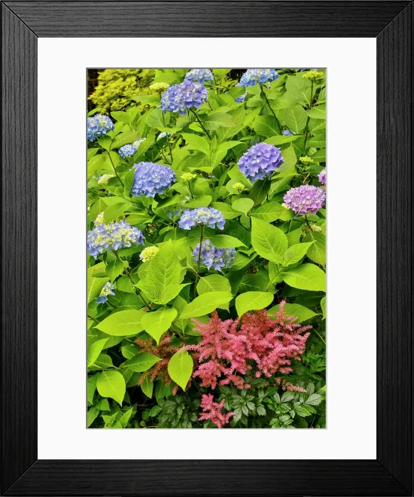 Framed Print : USA, Washington State, Sammamish. Garden with blue hydrangea and pink astilbe