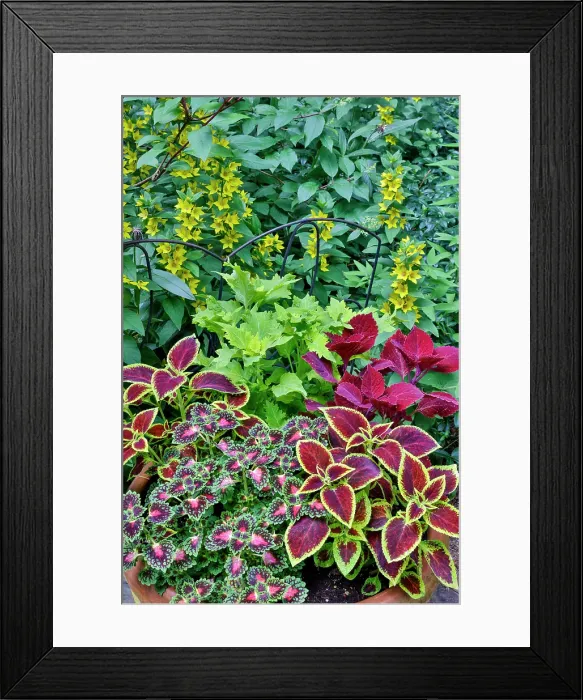 Framed Print : USA, Washington State, Sammamish. Coleus in planters in garden