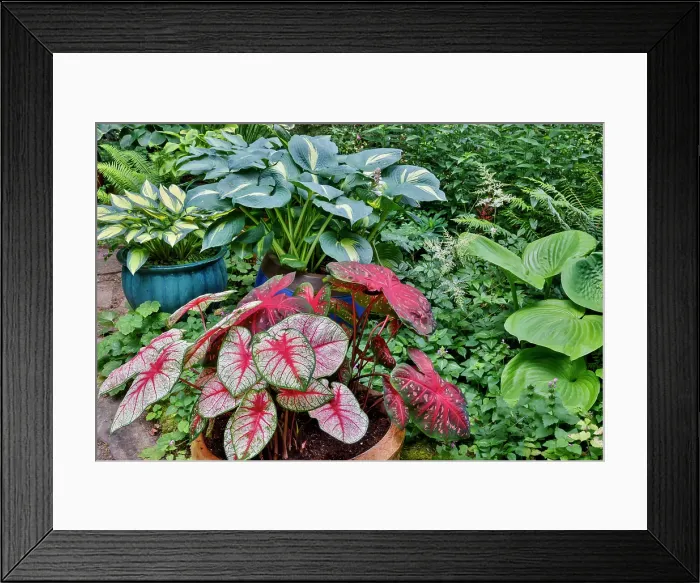Framed Print : USA, Washington State, Sammamish. Garden with flower pots of caladiums and hosta