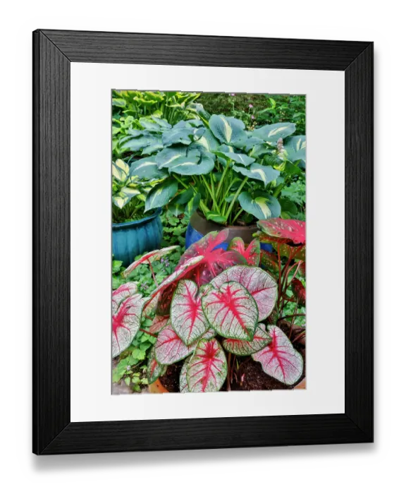 Framed Print : USA, Washington State, Sammamish. Garden with flower pots of caladiums and hosta