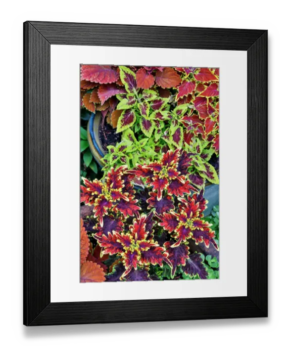 Framed Print : USA, Washington State, Sammamish. Coleus in planters in garden