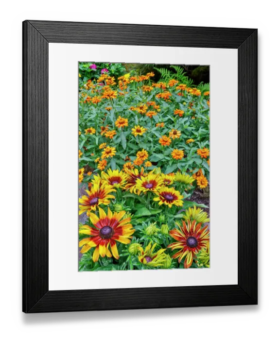 Framed Print : USA, Washington State, Sammamish. Garden with flowering Hirta daisy and orange Profusion Zinnias