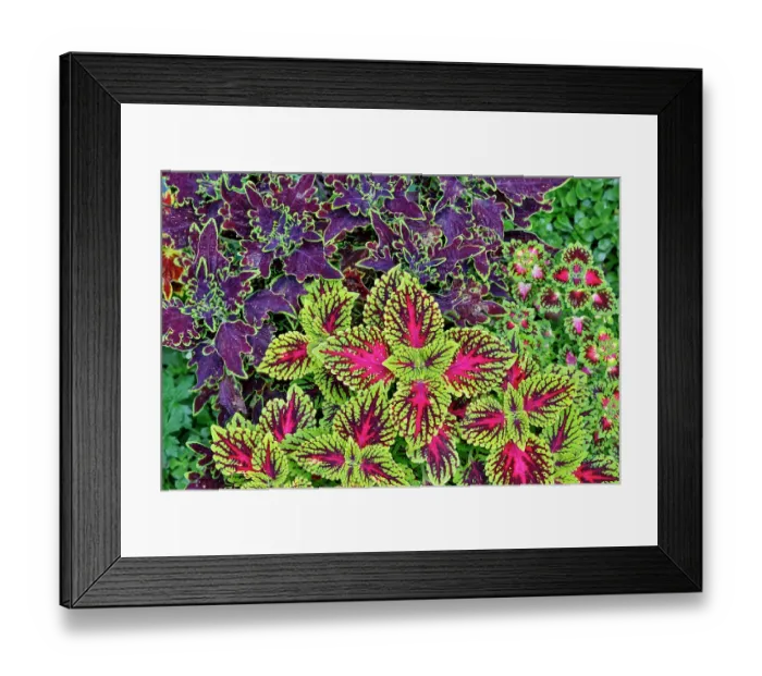 Framed Print : USA, Washington State, Sammamish. Coleus in planters in garden