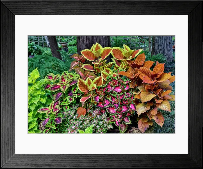 Framed Print : USA, Washington State, Sammamish. Coleus in planters in garden