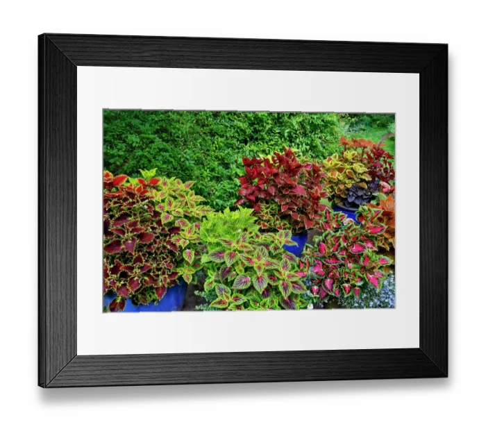 Framed Print : USA, Washington State, Sammamish. Coleus in planters in garden Framed Print : USA, Washington State, Sammamish. Coleus in planters in garden