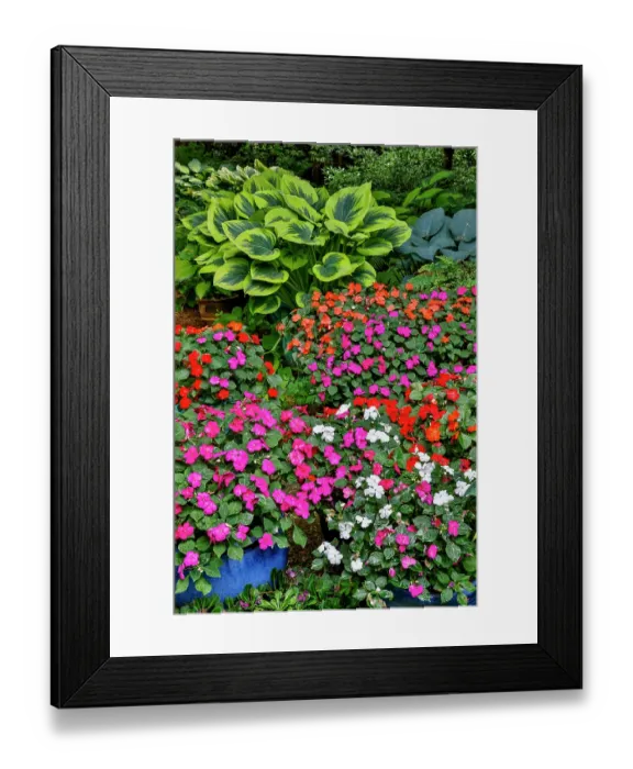Framed Print : USA, Washington State, Sammamish. Garden with hosta and impatiens in late spring time bloom Framed Print : USA, Washington State, Sammamish. Garden with hosta and impatiens in late spring time bloom