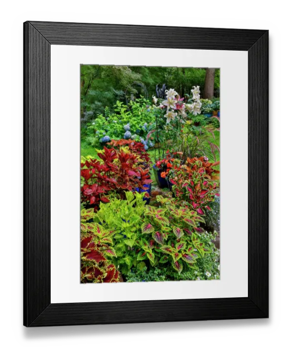 Framed Print : USA, Washington State, Sammamish. Coleus in planters in garden