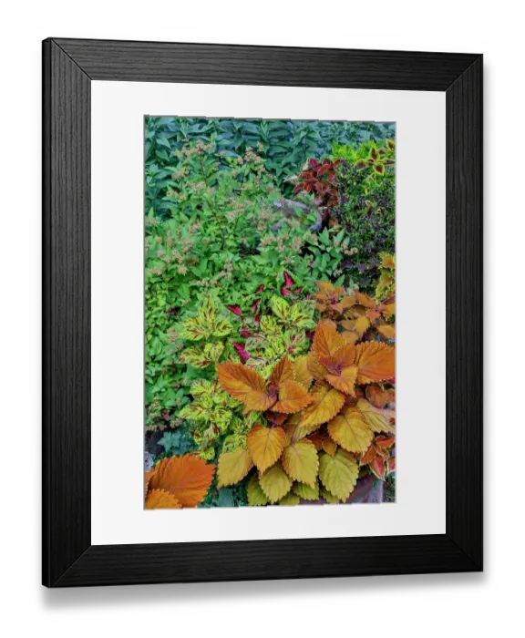Framed Print : USA, Washington State, Sammamish. Coleus in planters in garden