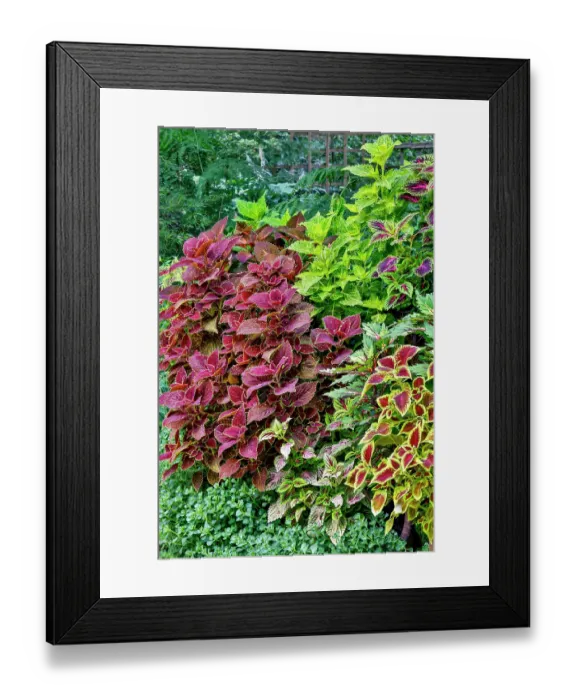 Framed Print : USA, Washington State, Sammamish. Coleus in planters in garden Framed Print : USA, Washington State, Sammamish. Coleus in planters in garden