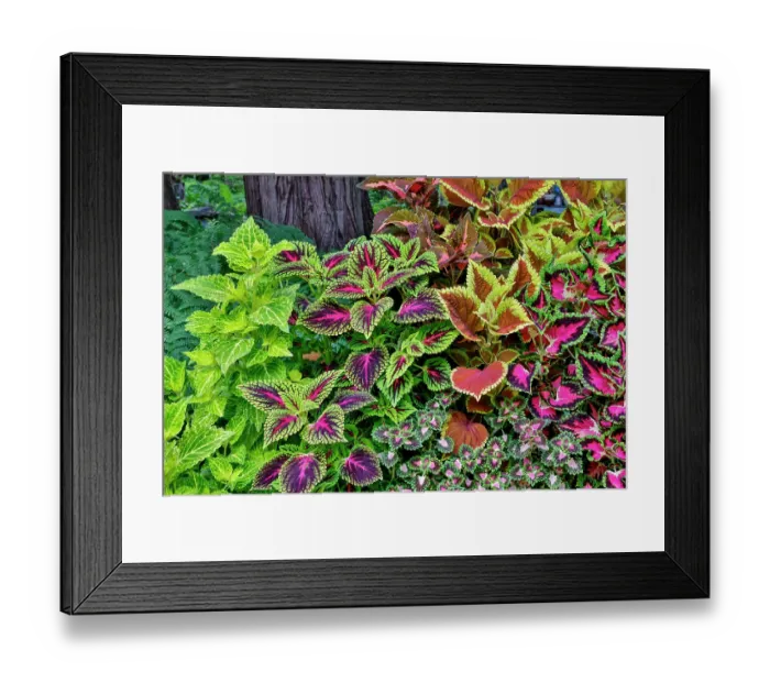 Framed Print : USA, Washington State, Sammamish. Coleus in planters in garden Framed Print : USA, Washington State, Sammamish. Coleus in planters in garden