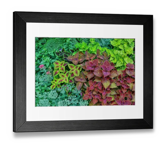 Framed Print : USA, Washington State, Sammamish. Coleus in planters in garden Framed Print : USA, Washington State, Sammamish. Coleus in planters in garden