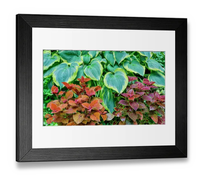 Framed Print : USA, Washington State, Sammamish. Growing hosta in garden Framed Print : USA, Washington State, Sammamish. Growing hosta in garden