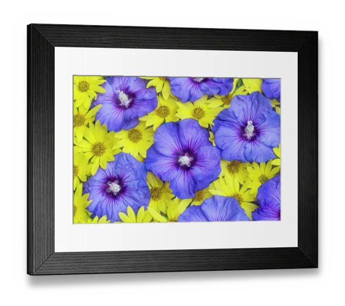 Framed Print : USA, Washington State, Sammamish. Flower design with yellow perennial sunflowers and blue Rose of Sharon