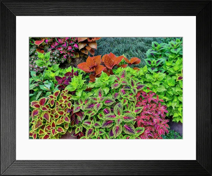 Framed Print : USA, Washington State, Sammamish. Coleus in planters in garden