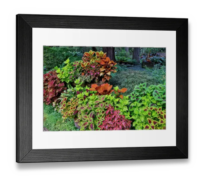 Framed Print : USA, Washington State, Sammamish. Coleus in planters in garden Framed Print : USA, Washington State, Sammamish. Coleus in planters in garden