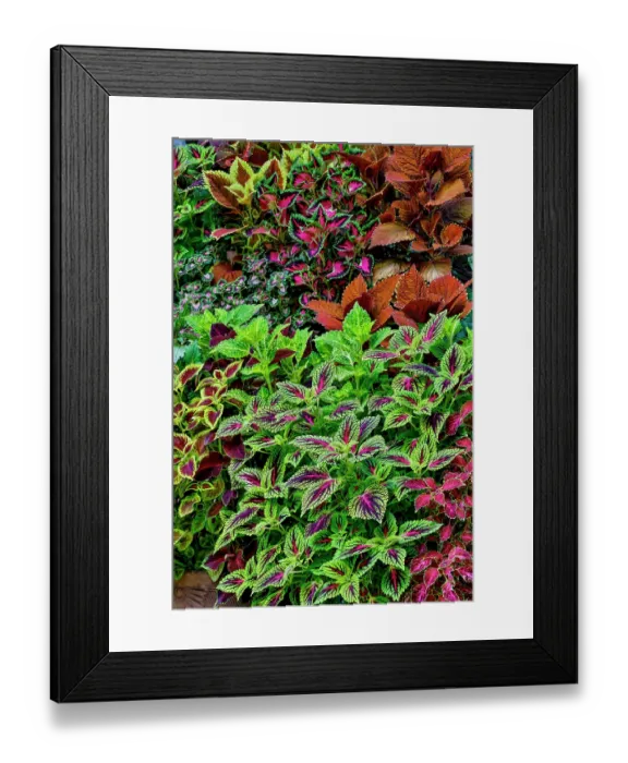 Framed Print : USA, Washington State, Sammamish. Coleus in planters in garden Framed Print : USA, Washington State, Sammamish. Coleus in planters in garden