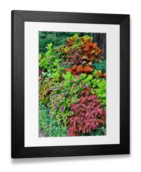 Framed Print : USA, Washington State, Sammamish. Coleus in planters in garden