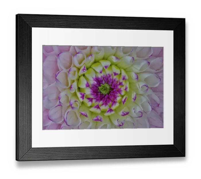 Framed Print : USA, Washington State, Sammamish. Close-up of flowering dahlia