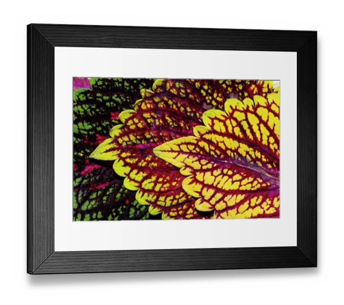 Framed Print : USA, Washington State, Sammamish. Coleus in planters in garden Framed Print : USA, Washington State, Sammamish. Coleus in planters in garden