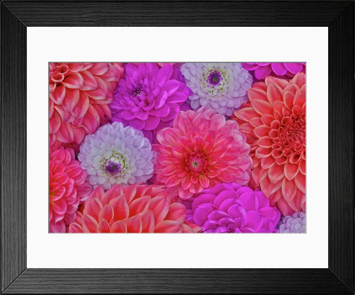 Framed Print : USA, Washington State, Sammamish. Design of colorful dahlia flowers