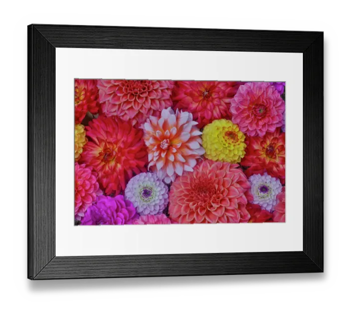 Framed Print : USA, Washington State, Sammamish. Design of colorful dahlia flowers Framed Print : USA, Washington State, Sammamish. Design of colorful dahlia flowers