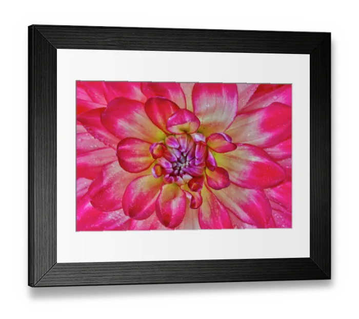 Framed Print : USA, Washington State, Sammamish. Close-up of flowering dahlia