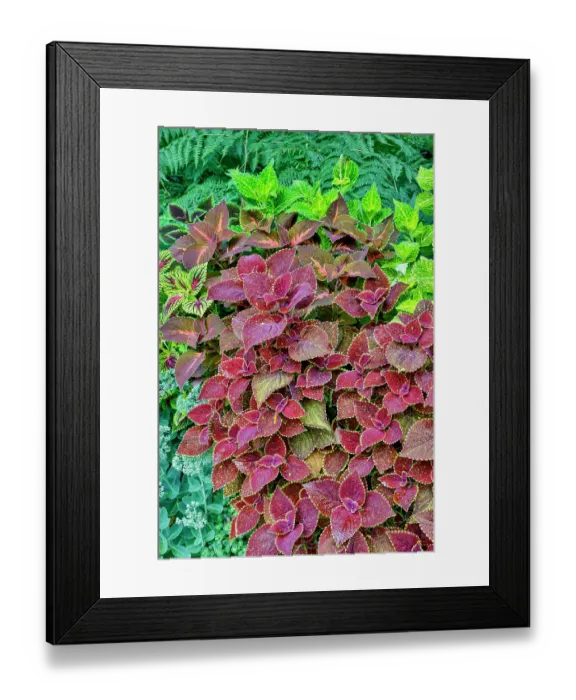 Framed Print : USA, Washington State, Sammamish. Coleus in planters in garden