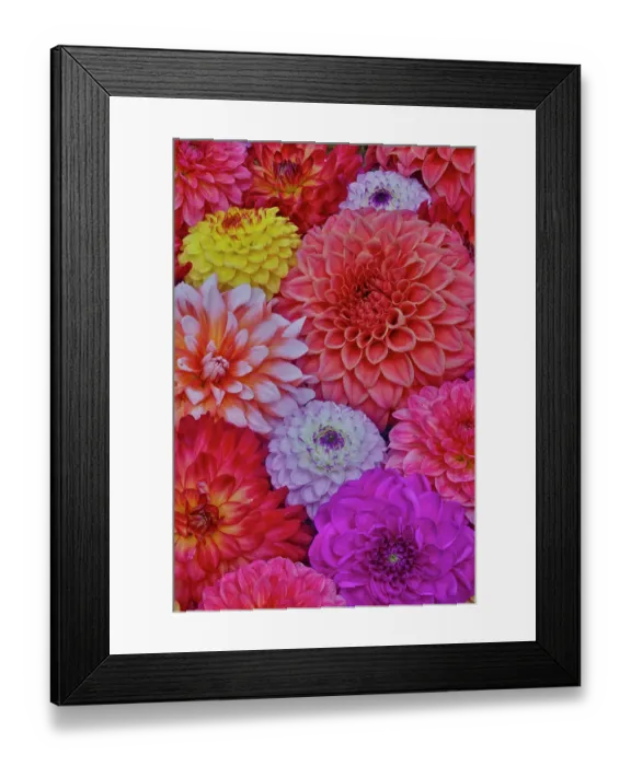 Framed Print : USA, Washington State, Sammamish. Design of colorful dahlia flowers