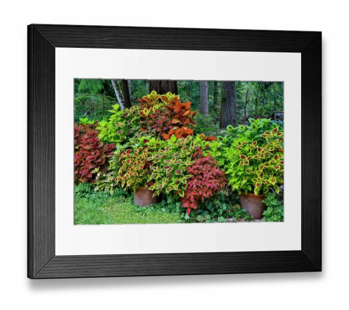 Framed Print : USA, Washington State, Sammamish. Coleus in planters in garden Framed Print : USA, Washington State, Sammamish. Coleus in planters in garden