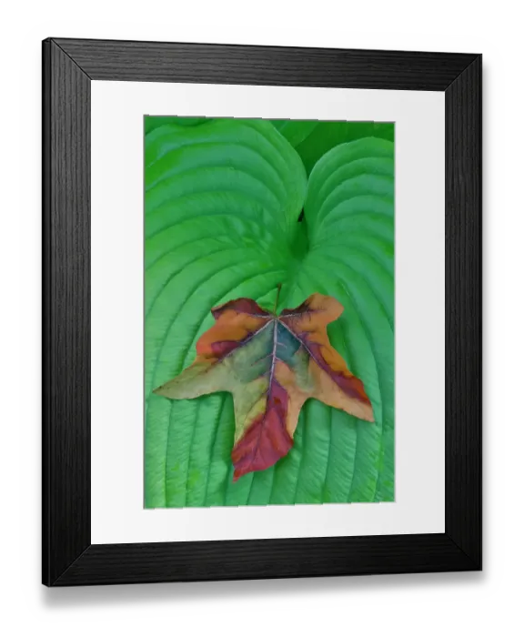 Framed Print : USA, Washington State, Sammamish. Design of colorful dahlia flowers Framed Print : USA, Washington State, Sammamish. Design of colorful dahlia flowers