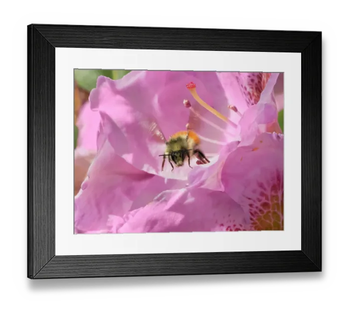 Framed Print : Washington State. Fuzzy-horned bumblebee in-flight leaving a pink rhododendron blossom