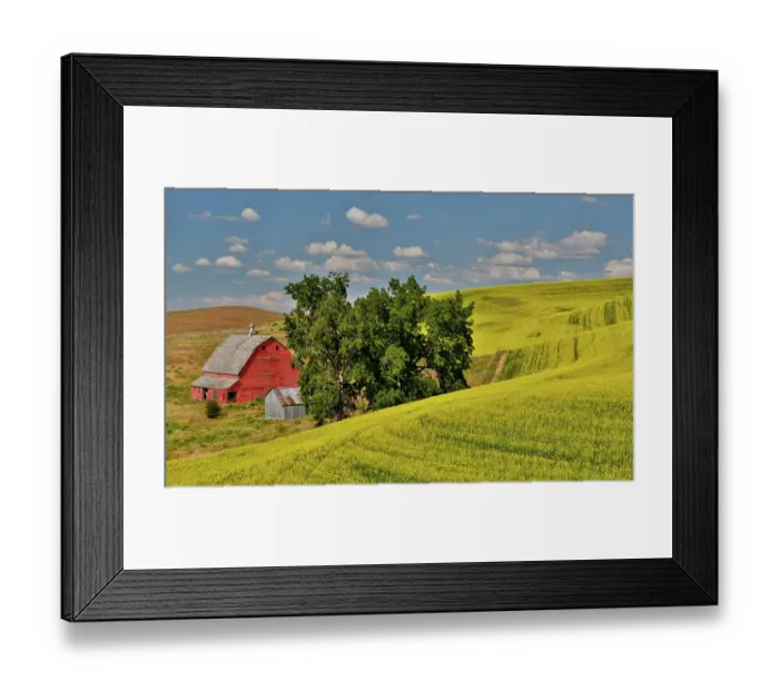 Framed Print : USA, Washington State, Palouse. Canola field and red barn. (Editorial Use Only)