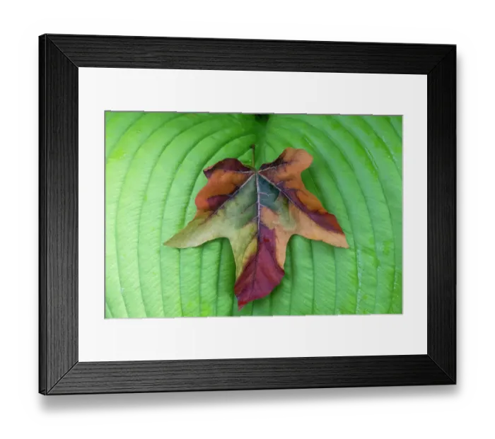 Framed Print : USA, Washington State, Sammamish. Design of colorful dahlia flowers Framed Print : USA, Washington State, Sammamish. Design of colorful dahlia flowers