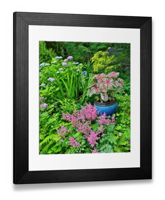 Framed Print : USA, Washington State, Sammamish. Garden with Pink Astilbe, Caladium, and blue Hydrangea Framed Print : USA, Washington State, Sammamish. Garden with Pink Astilbe, Caladium, and blue Hydrangea