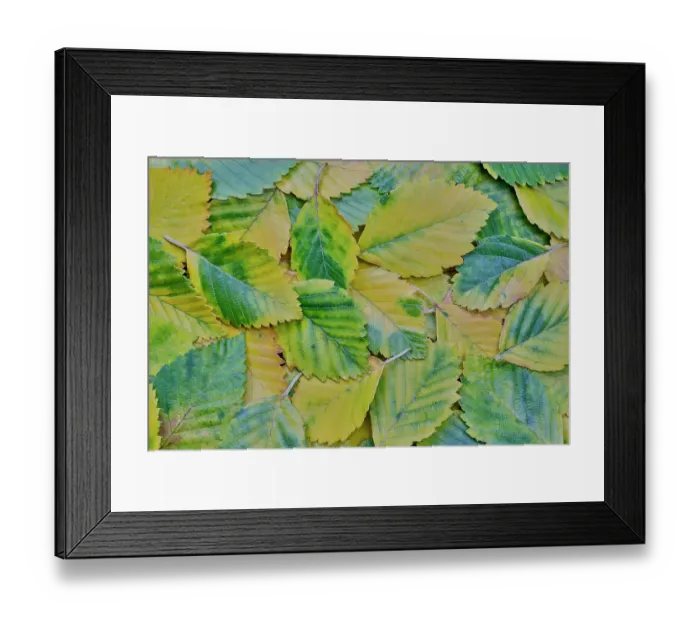 Framed Print : USA, Washington State, Sammamish. Fallen alder leaves turning golden Framed Print : USA, Washington State, Sammamish. Fallen alder leaves turning golden