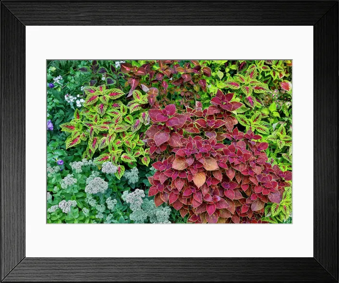Framed Print : USA, Washington State, Sammamish. Coleus in planters in garden Framed Print : USA, Washington State, Sammamish. Coleus in planters in garden
