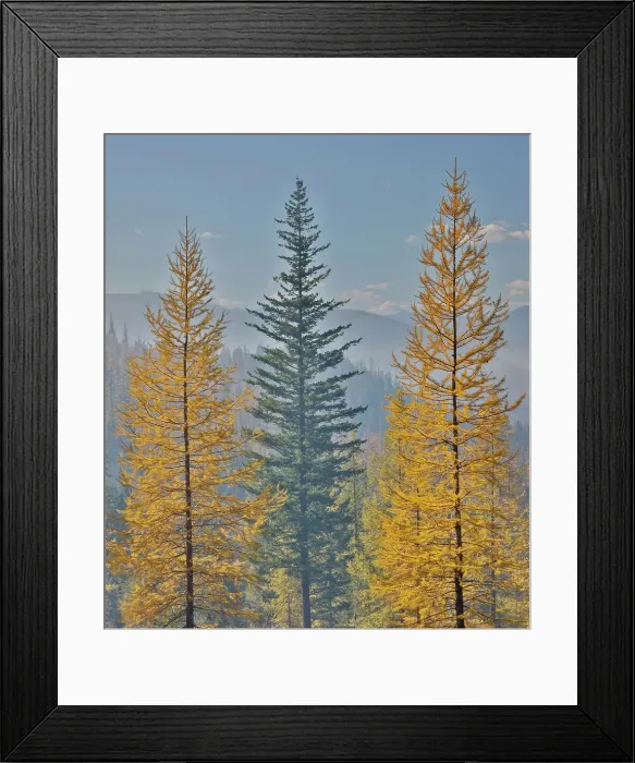 Framed Print : USA, Washington State. Larch trees in autumn color Loup Loup State Forest along Highway 20 with smoke in the air from controlled burn Framed Print : USA, Washington State. Larch trees in autumn color Loup Loup State Forest along Highway 20 with smoke in the air from controlled burn