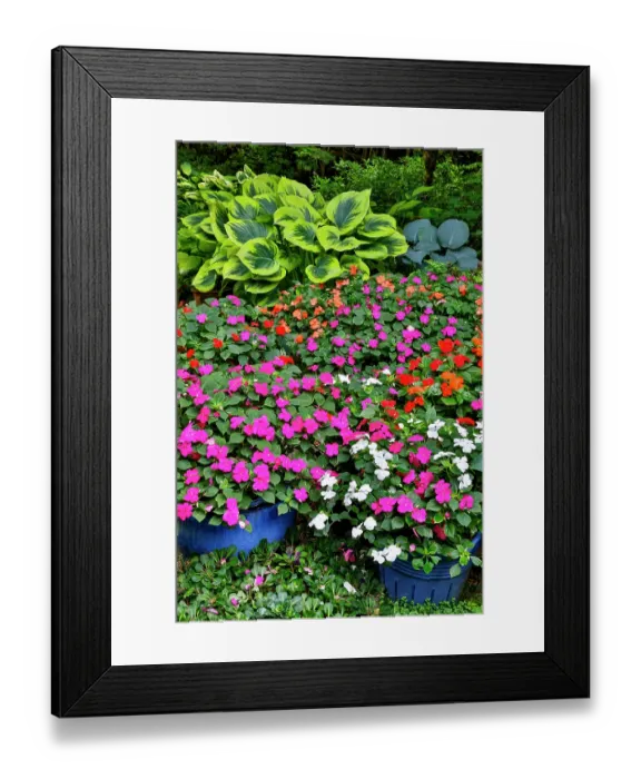 Framed Print : USA, Washington State, Sammamish. Garden with hosta and impatiens in late spring time bloom Framed Print : USA, Washington State, Sammamish. Garden with hosta and impatiens in late spring time bloom