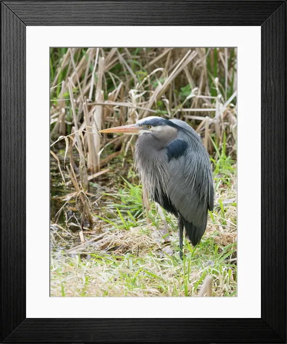 Framed Print : Washington State, Juanita Bay Park. Great blue heron in the wetland standing on one leg resting Framed Print : Washington State, Juanita Bay Park. Great blue heron in the wetland standing on one leg resting