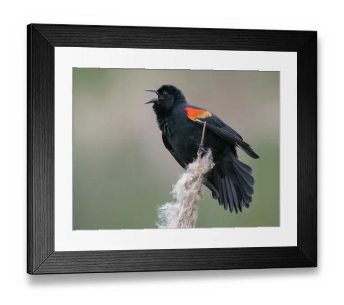 Framed Print : Washington State, Juanita Bay Park. Male red-winged blackbird, on cattail calling out a territorial warning Framed Print : Washington State, Juanita Bay Park. Male red-winged blackbird, on cattail calling out a territorial warning