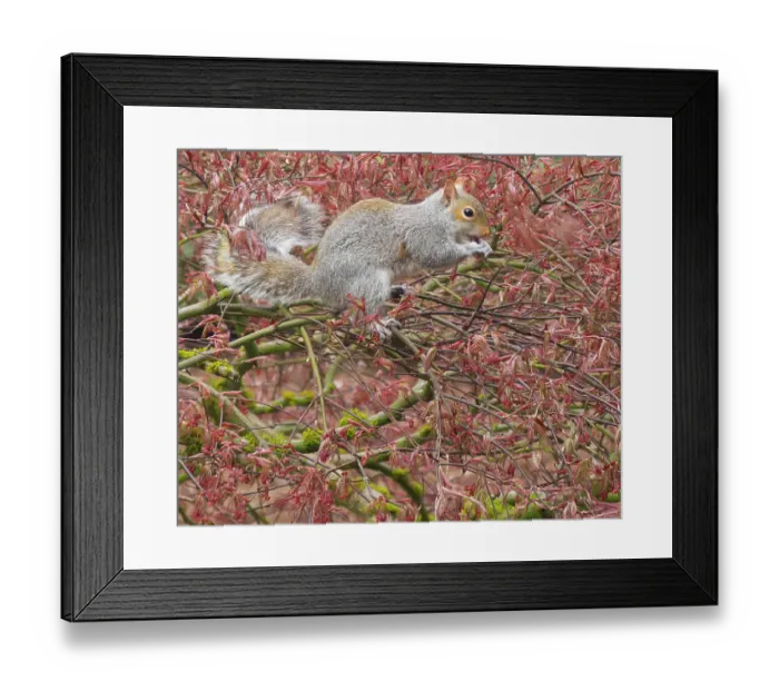 Framed Print : Washington State. Western gray squirrel in lace leaf maple tree eating new leaf shoots Framed Print : Washington State. Western gray squirrel in lace leaf maple tree eating new leaf shoots