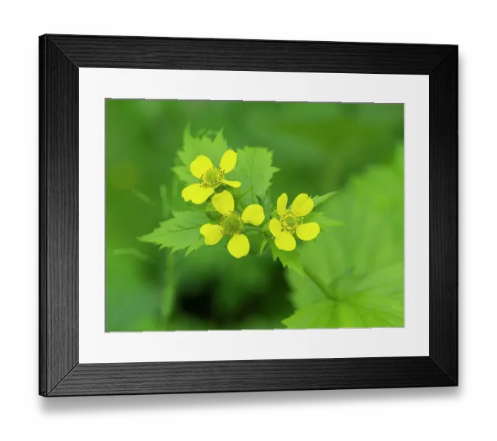 Framed Print : Washington State, Central Cascades. Common cinquefoil with new yellow flowers, close-up Framed Print : Washington State, Central Cascades. Common cinquefoil with new yellow flowers, close-up