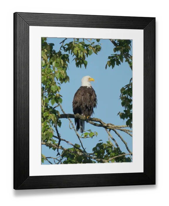 Framed Print : Washington State, Juanita Bay Park. American bald eagle standing on tree limb watching for prey Framed Print : Washington State, Juanita Bay Park. American bald eagle standing on tree limb watching for prey