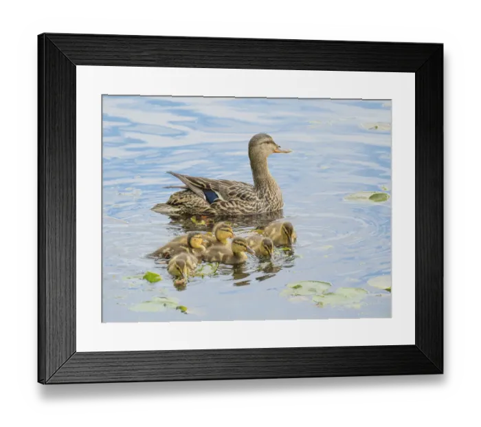 Framed Print : Washington State, Juanita Bay Park. Female mother mallard duck with young ducklings in water swimming Framed Print : Washington State, Juanita Bay Park. Female mother mallard duck with young ducklings in water swimming