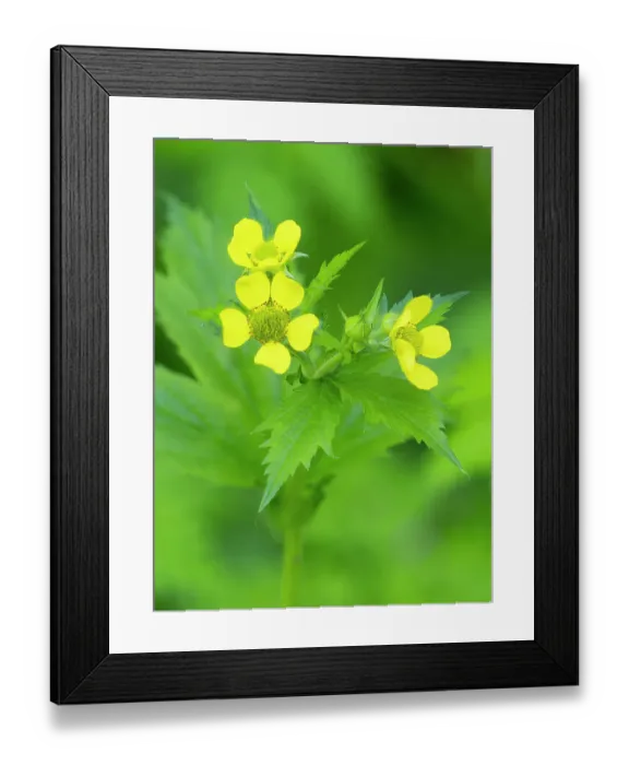 Framed Print : Washington State, Central Cascades. Common cinquefoil with new yellow flowers, close-up Framed Print : Washington State, Central Cascades. Common cinquefoil with new yellow flowers, close-up