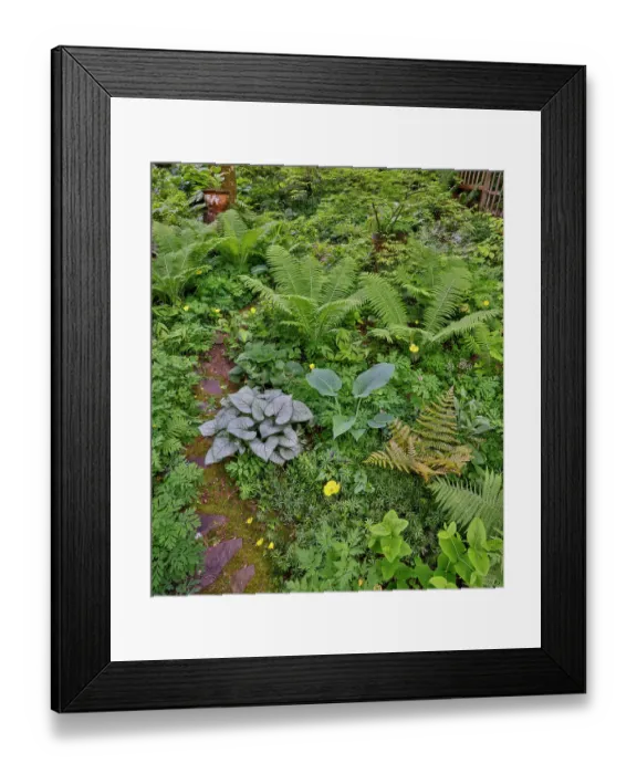 Framed Print : USA, Washington State, Sammamish. Growing hosta in garden Framed Print : USA, Washington State, Sammamish. Growing hosta in garden