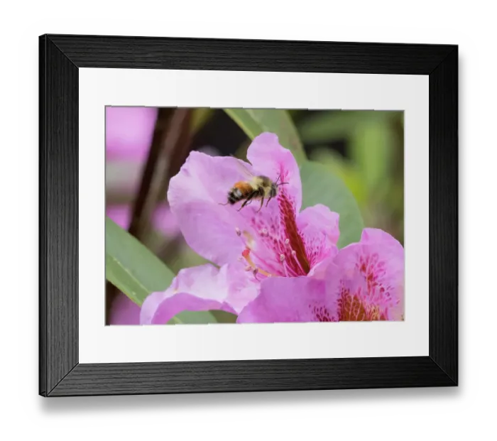 Framed Print : Washington State. Fuzzy-horned bumblebee in-flight approaching a pink rhododendron blossom