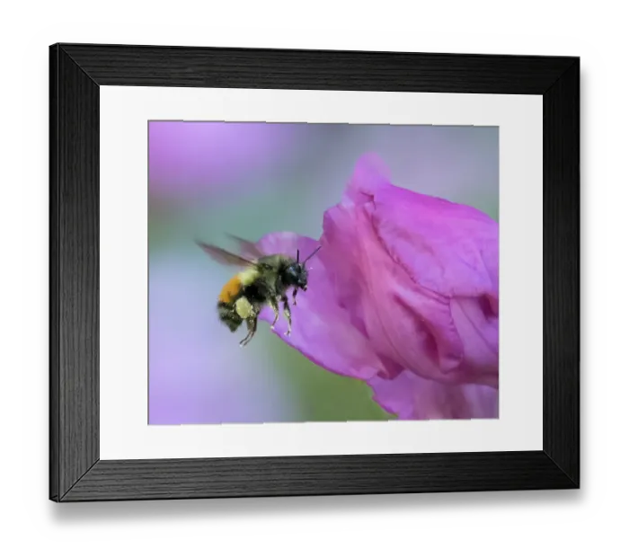 Framed Print : Washington State. Fuzzy-horned bumblebee in-flight approaching a pink rhododendron blossom Framed Print : Washington State. Fuzzy-horned bumblebee in-flight approaching a pink rhododendron blossom
