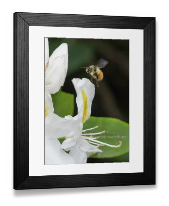 Framed Print : Washington State. Fuzzy-horned bumblebee in-flight approaching a white rhododendron blossom